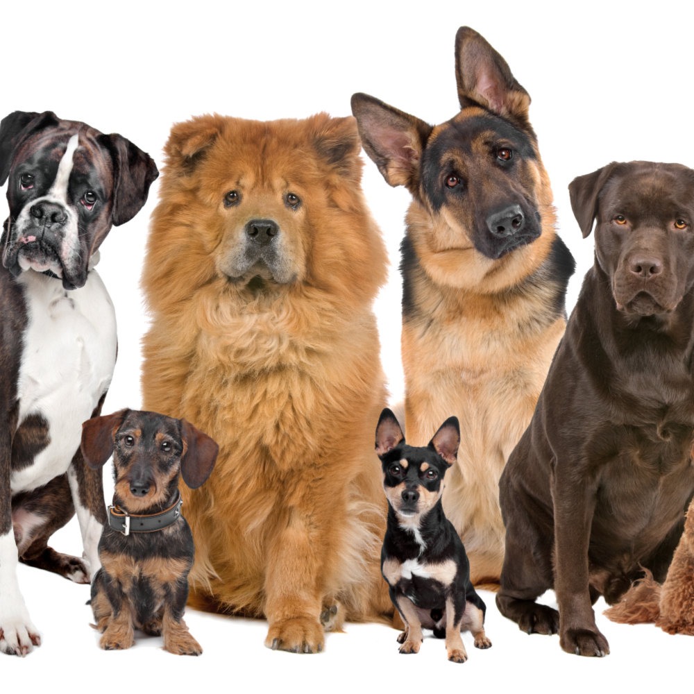 Complete dog training course online.