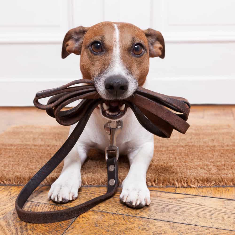 Dog walking online training course.