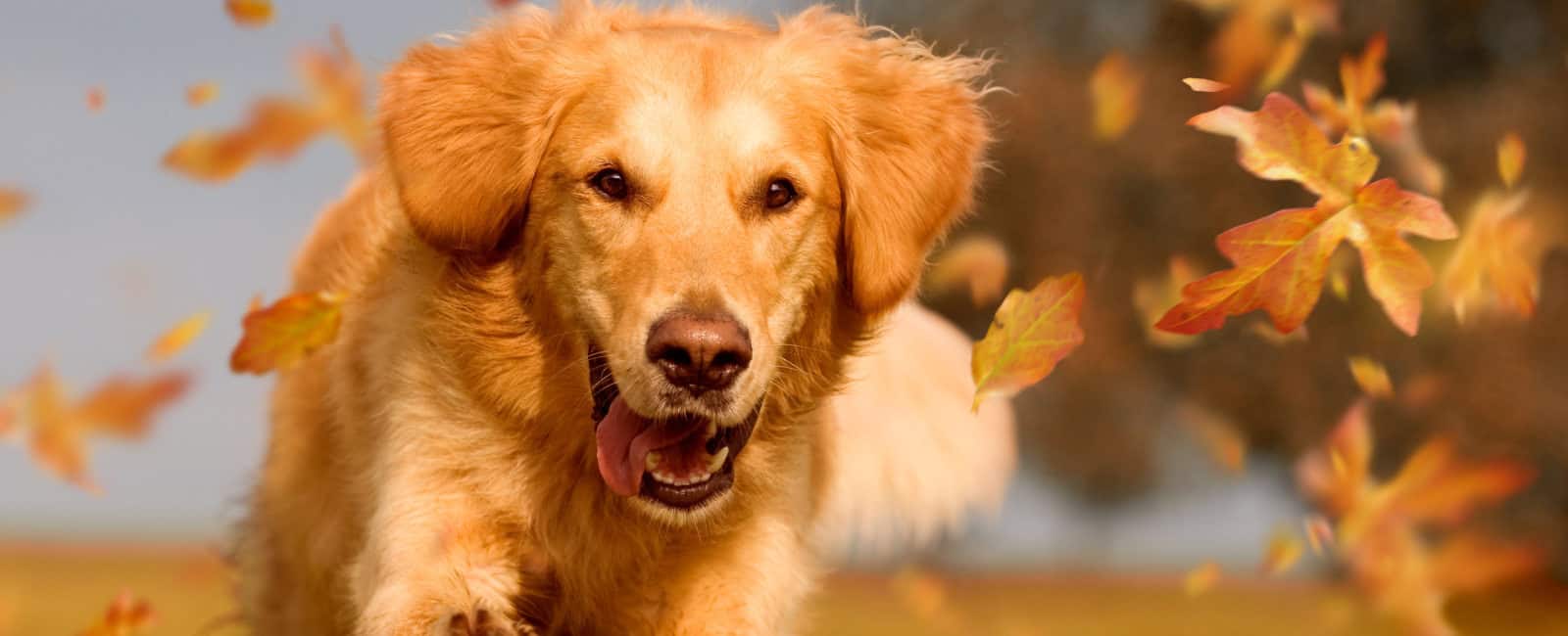Online pet training courses.