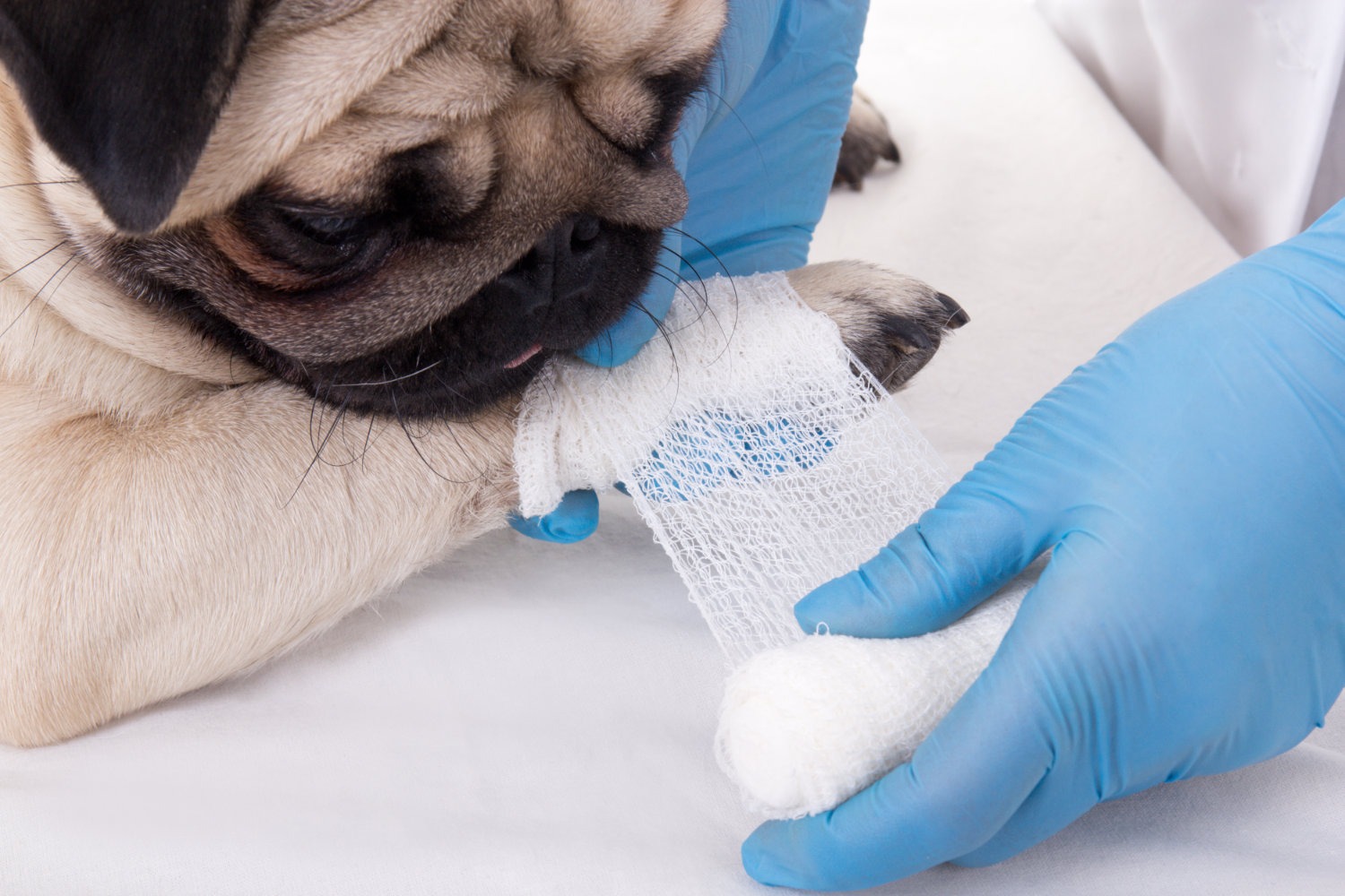 The importance of learning pet first aid training.
