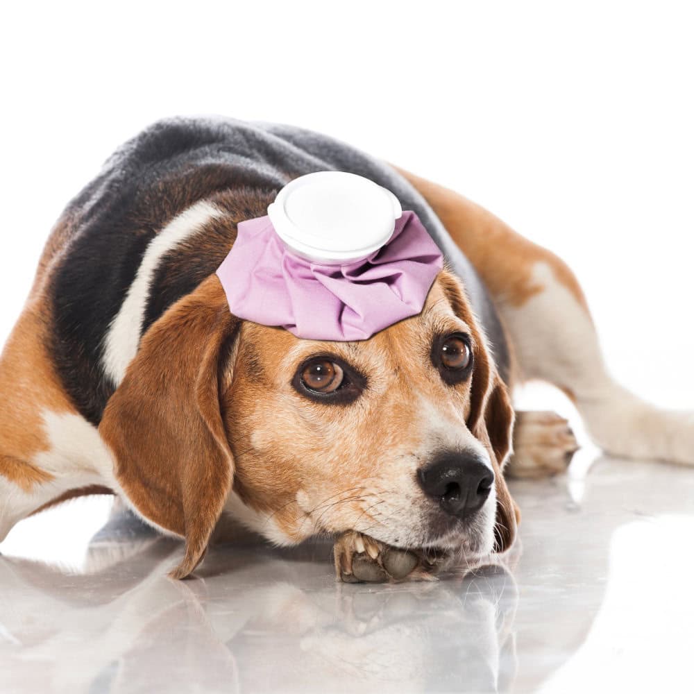 Pet first aid training online, print certification on completion.