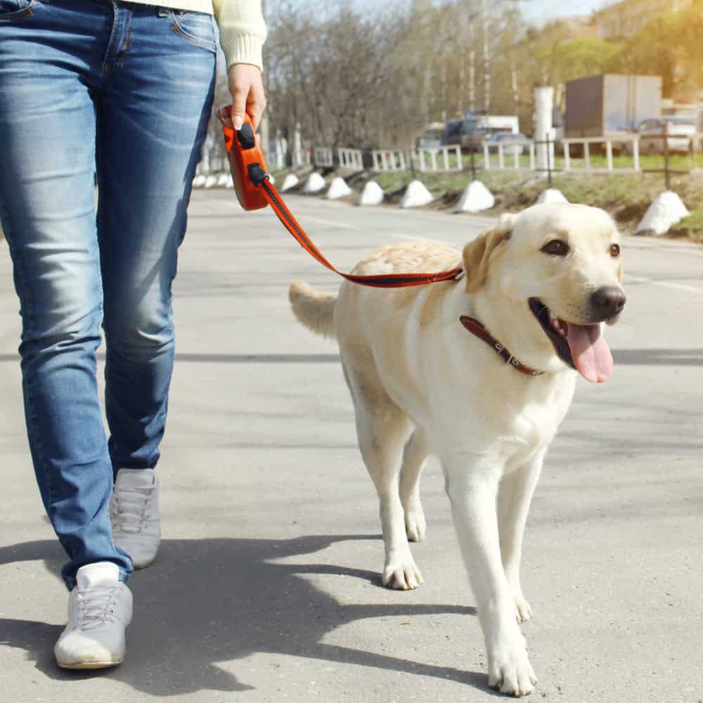 Dog handling course online training.