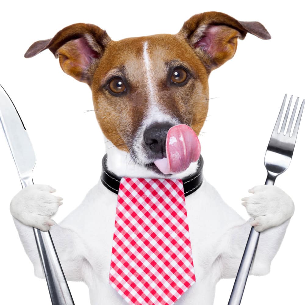 Canine nutrition online training course, learn the correct and health food for your dog.