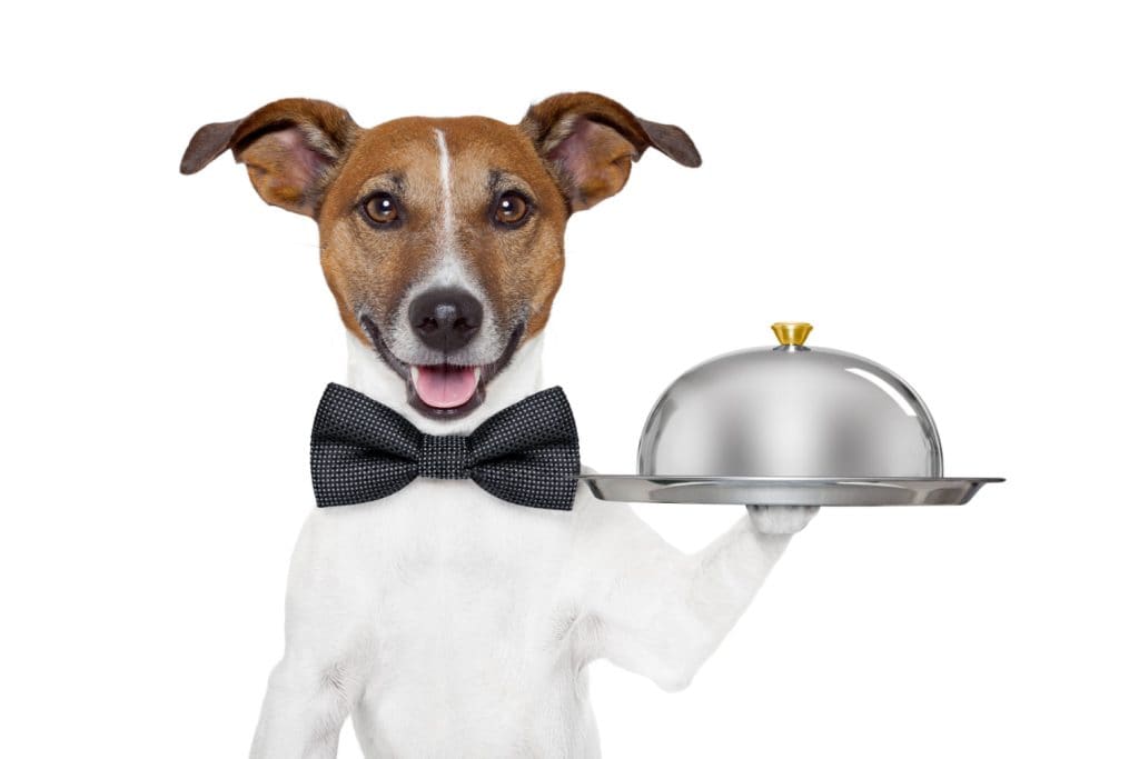 Understand the correct nutrition feeding for your dog.