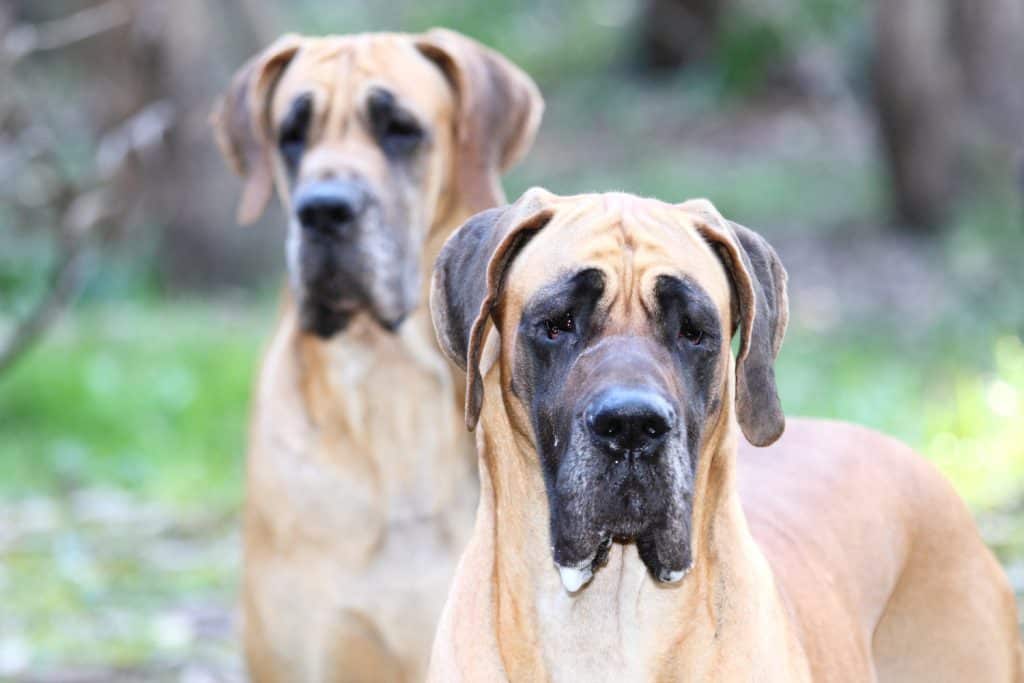 Handling Challenging dogs course online.