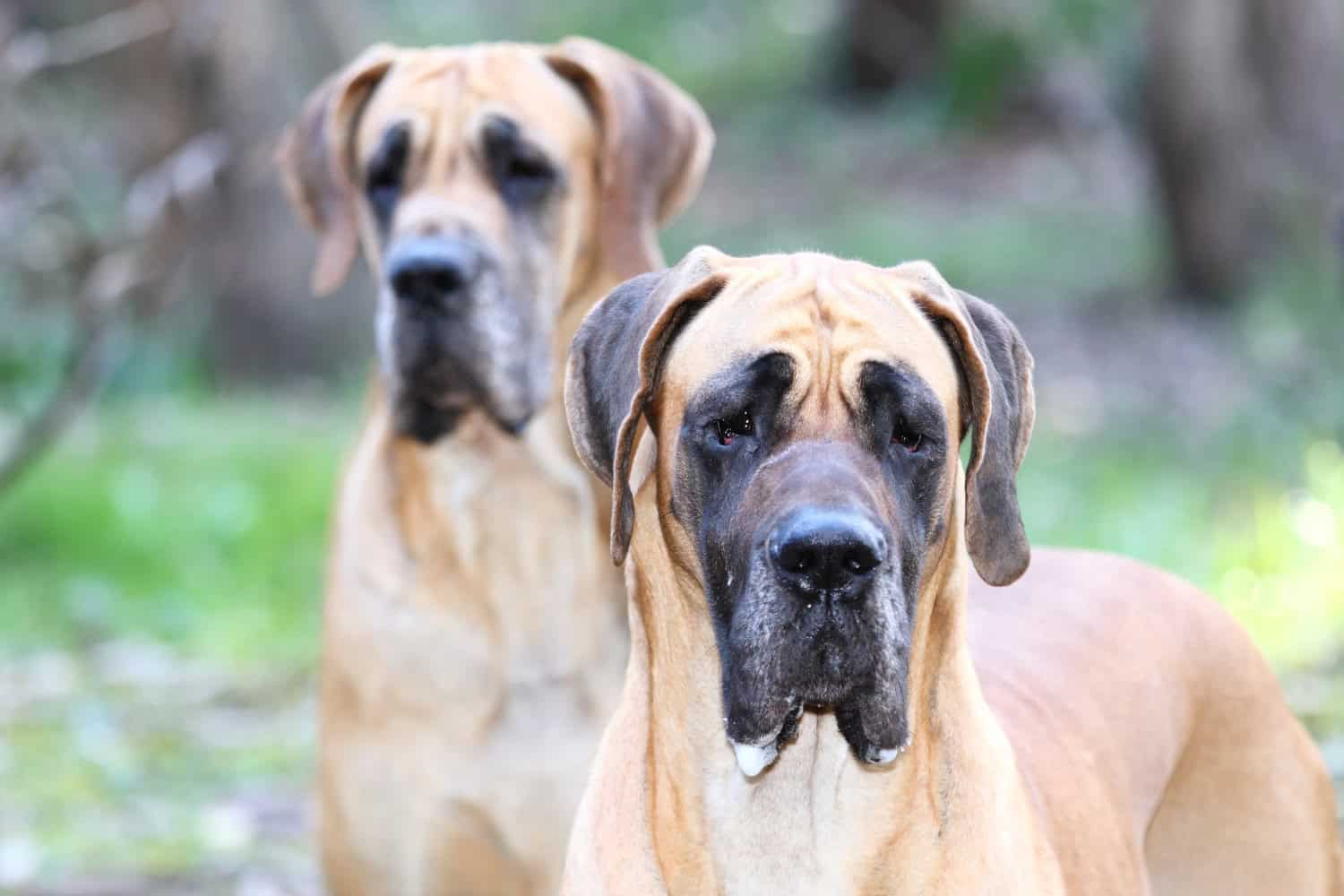 Handling Challenging dogs course online.